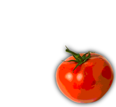 TOMATO TOMATO TOMATO TOMATO TOMATO TOMATO
